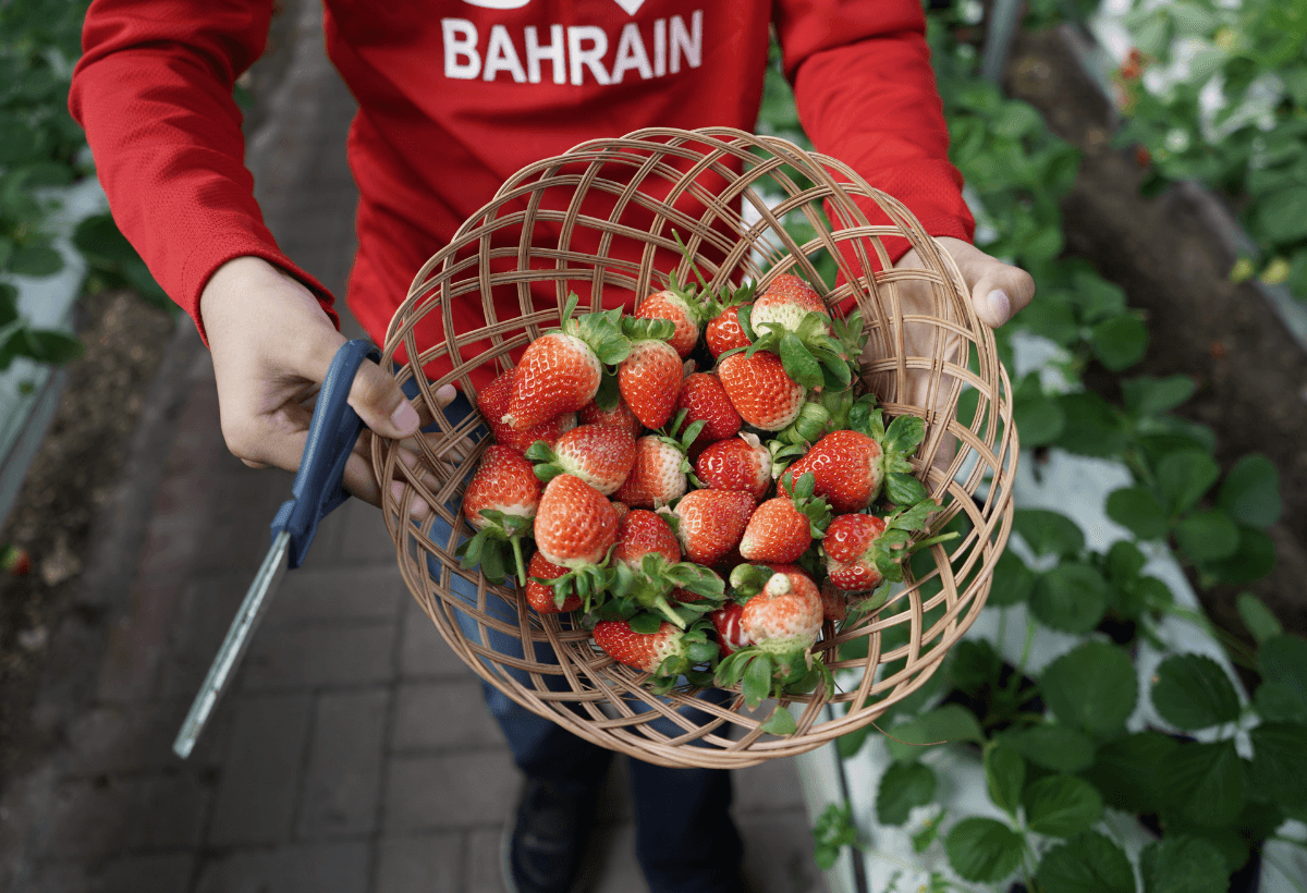 receita do morango do amor, morango do amor